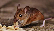 24 Hour & Emergency Exterminators in Houseville, NY